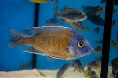 Tatlı su akvaryumunda Fish Copadichromis borayi Kadango (Kadango Red Fin, Haplochromis borleyi redfin).