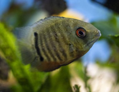 Cichlid balık kahramanları tropikal akvaryumda yüzerken bizi ayırır..