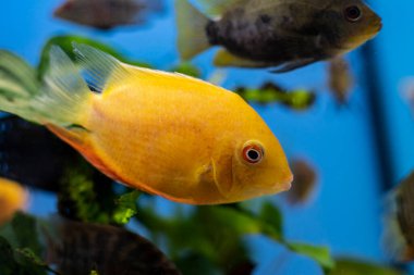 Cichlid balık kahramanları tropikal akvaryumda yüzerken bizi ayırır..