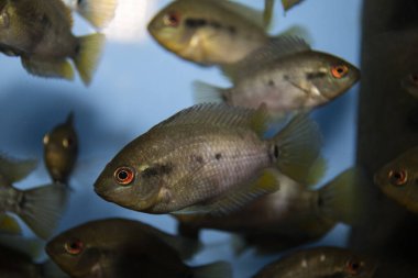 Herotilapia multispinosa (Gökkuşağı Cichlid) tatlı su tropikal akvaryumunda genç