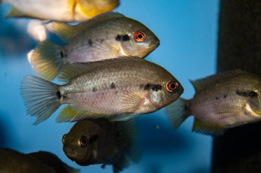 Herotilapia multispinosa (Gökkuşağı Cichlid) tatlı su tropikal akvaryumunda genç