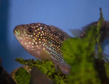Jack Dempsey (Rocio octofasciata) Çiklit balığı akvaryum