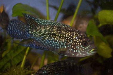 Jack Dempsey (Rocio octofasciata) Çiklit balığı akvaryum