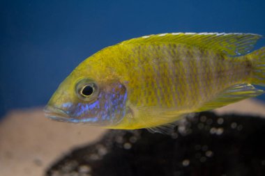 Tatlı su akvaryumunda Malavi Gölü 'nden Sarı Tavuskuşu ciklisini, Aulonocara baenschi' yi