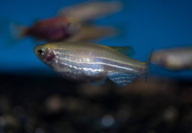Tatlı su akvaryumunda kırmızı zebra balığı (Danio rerio)