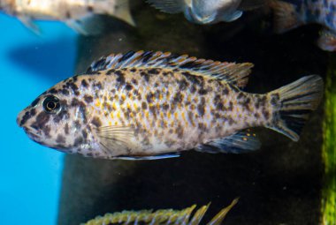 Benzersiz benekli Malawi Cichlids. Erkek bir Aulonocara 'nın dişi bir Mona ile kesişmesiyle ortaya çıktı. OB Tavuskuşu Cichlids.