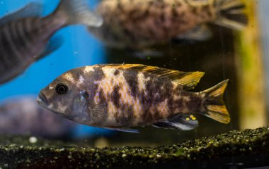 Benzersiz benekli Malawi Cichlids. Erkek bir Aulonocara 'nın dişi bir Mona ile kesişmesiyle ortaya çıktı. OB Tavuskuşu Cichlids.