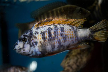 Benzersiz benekli Malawi Cichlids. Erkek bir Aulonocara 'nın dişi bir Mona ile kesişmesiyle ortaya çıktı. OB Tavuskuşu Cichlids.