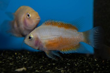 Herotilapia multispinosa (Gökkuşağı Cichlid) tatlı su tropikal akvaryumunda genç