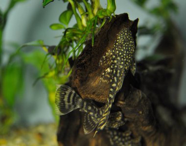 Balık Ancistrus Ancistrus Dolichopterus bir tatlı su akvaryumunda