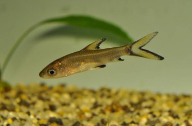 Gümüş Köpekbalığı - Tatlı su akvaryumunda Balantiocheilos melanopterus