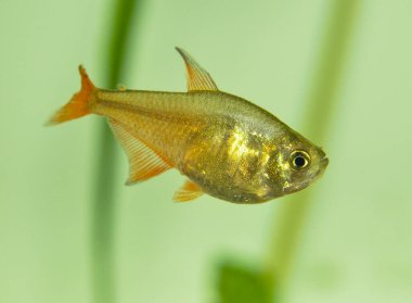 Serpae Tetra tatlı su akvaryumunda yüzüyor.