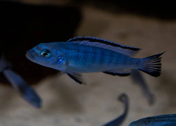 Maingano Melanochromis Cyaneorhabdos Freshwater Aquarium Some Other Common Names Fish — Stock Photo, Image