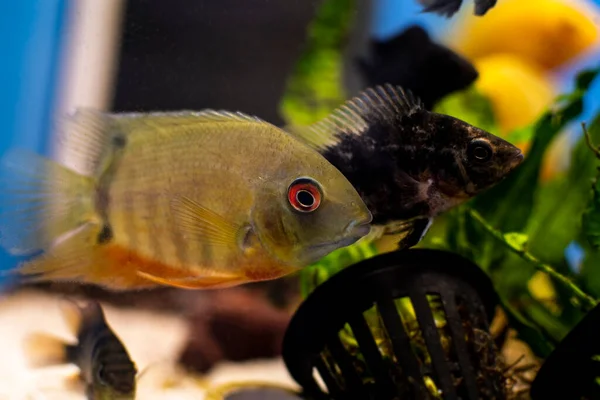 Cichlid Fish Heros Severus Pływanie Tropikalnym Akwarium — Zdjęcie stockowe