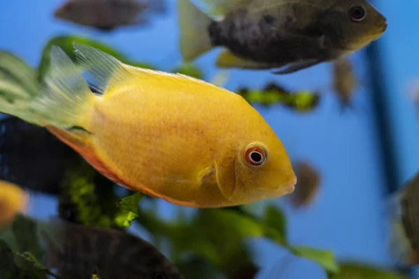 熱帯水族館で泳いでいる魚の群れ — ストック写真