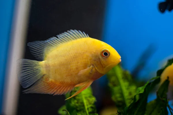 Cichlid Fish Heros Severus Simmar Tropiskt Akvarium — Stockfoto