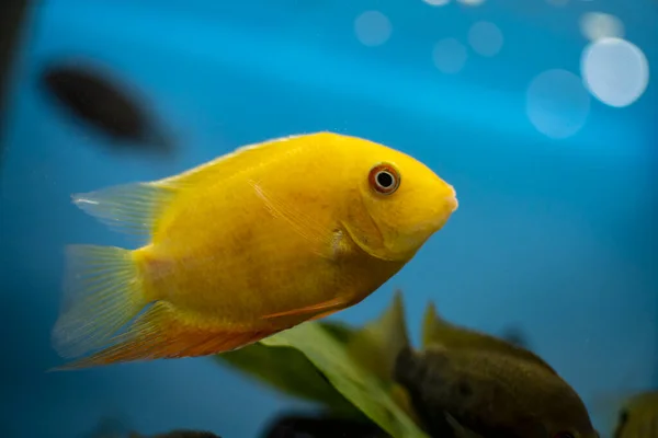 Цикліда Риба Єрос Суворий Плавання Тропічному Акваріумі — стокове фото