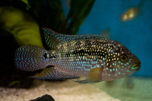 Jack Dempsey Rocio Octofasciata Cichlid Fish Aquarium — Stock Photo, Image
