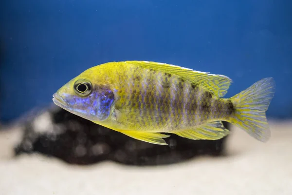 Pesce Pavone Giallo Ciclide Aulonocara Baenschi Dal Lago Malawi Acquario — Foto Stock