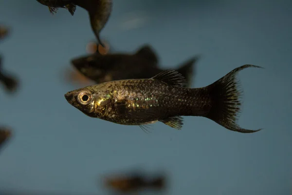Fish Black Molly Poecilia Sphenops Freshwater Aquarium — Stock Photo, Image