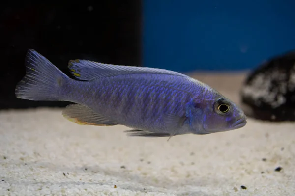 Electric Blue Cichlid Sciaenochromis Fryeri Freshwater Aquarium — Stock Photo, Image