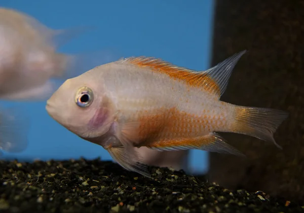 Herotilapia Multispinosa Regenbogen Buntbarsch Juvenil Süßwasser Aquarium — Stockfoto