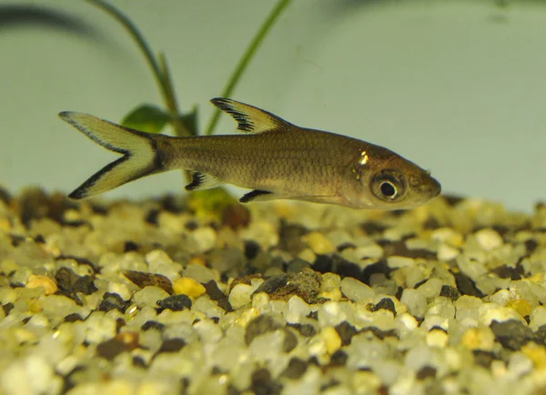 Zilverhaai Balantiocheilos Melanopterus Zoetwateraquarium — Stockfoto