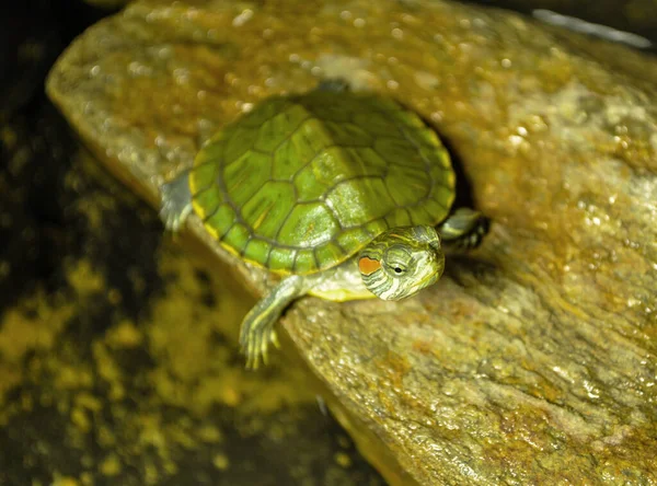 Tatlı Akvaryumunda Kırmızı Kulaklı Kaplumbağa — Stok fotoğraf