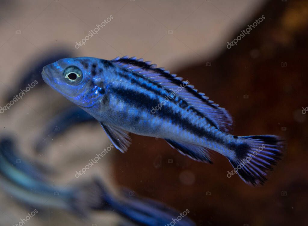 Maingano Melanochromis cyaneorhabdos en acuario de agua dulce. Otros