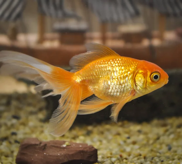 淡水水族館の金魚 カラシウス オーロラ — ストック写真