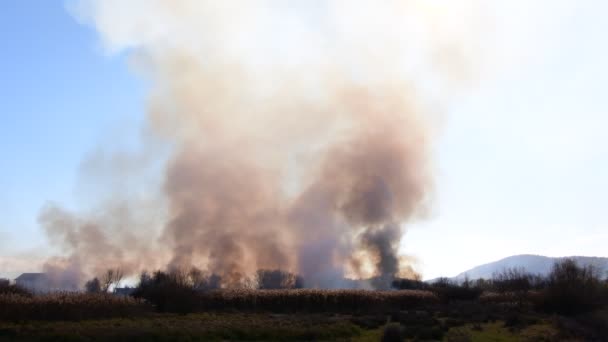 Waldbrand Auf Dem Feld Mit Trockenem Gras Maisfeldern Schilf Dicker — Stockvideo