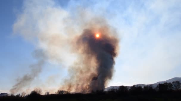 Incendie Dans Les Champs Avec Herbe Sèche Champs Maïs Roseaux — Video