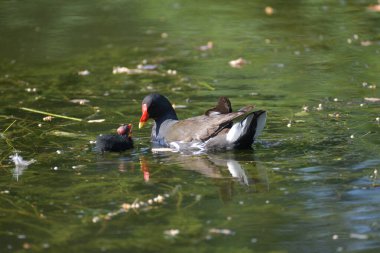 Orman tavuğu ve civcivler, kırmızı ve sarı gagalı siyah ve kahverengi bir kuş. Gölet suyunda yüzmek.