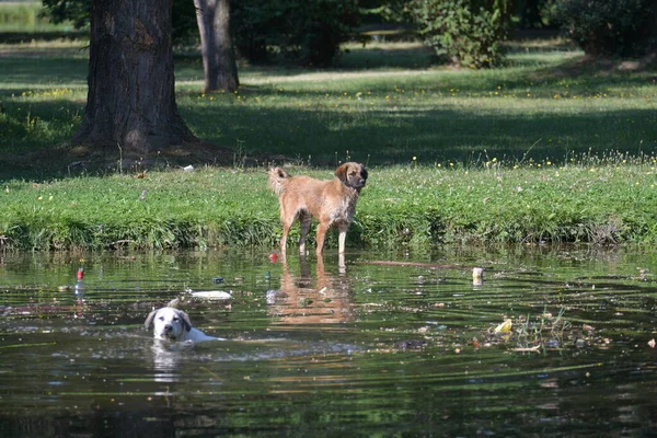 Street Dog Swims Water Tries Catch Birds Run Away Him — Stockfoto