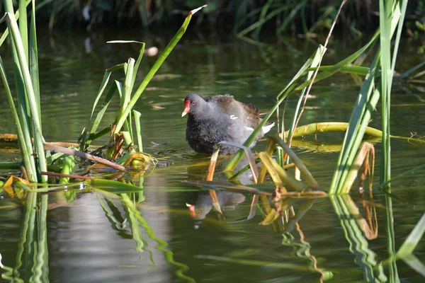 Gewone Heek Gallinula Chloropus Kleine Vogel Zwemmen Het Water Zwarte — Stockfoto