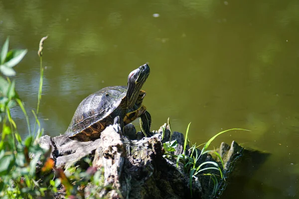 淡水红耳龟或黄腹龟 一个两栖动物 带着坚硬的保护壳 在池塘里游泳 他们在落下来的树上晒日光浴 — 图库照片