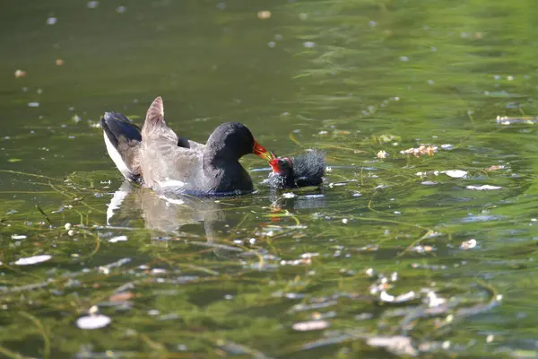 Gewone Heek Kuikens Een Zwarte Bruine Vogel Met Een Rode — Stockfoto