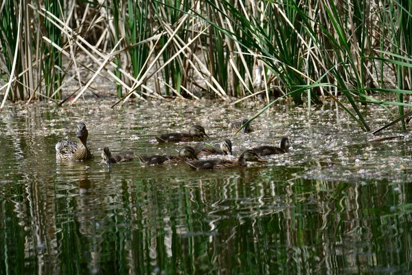 Stockenten Weibchen Mit Kleinen Küken Die Wasser Auf Dem Teich — Stockfoto