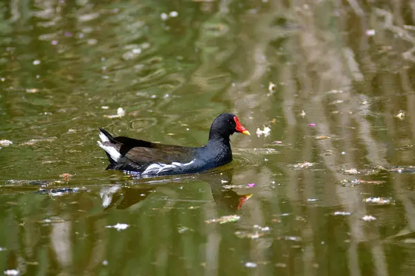 Gewone Heek Gallinula Chloropus Kleine Vogel Zwemmen Het Water Zwarte — Stockfoto