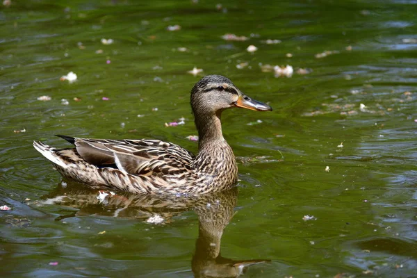 Female Mallard Duck Swimming Park Ponds Nature Wildlife Mallard Duck — Stockfoto