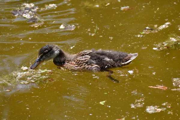 Female Mallard Duck Swimming Park Ponds Nature Wildlife Mallard Duck — Stockfoto