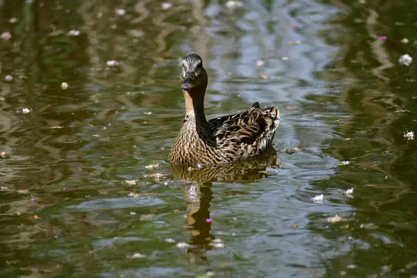 Vrouwelijke Mallard Eend Zwemmen Het Park Vijvers Natuur Wilde Dieren — Stockfoto