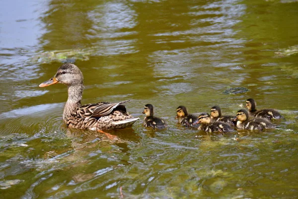 Mallard Female Little Ducklings Swimming Water Pond Mallard Duck Brood — Stok fotoğraf