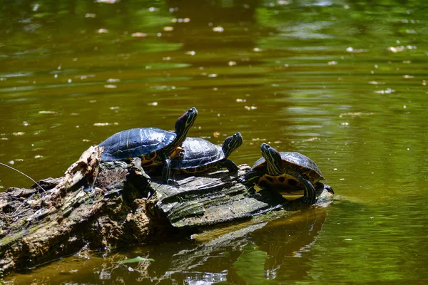 Zoetwater Roodoorschildpad Geelbuikschildpad Een Amfibisch Dier Met Een Harde Beschermende — Stockfoto