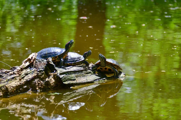 Tortuga Orejas Rojas Agua Dulce Tortuga Vientre Amarillo Animal Anfibio —  Fotos de Stock