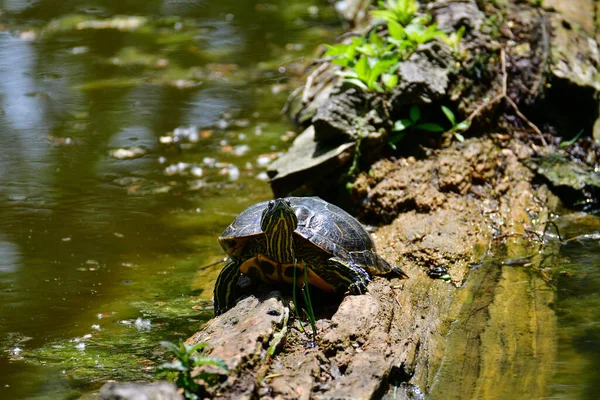 Zoetwater Roodoorschildpad Geelbuikschildpad Een Amfibisch Dier Met Een Harde Beschermende — Stockfoto
