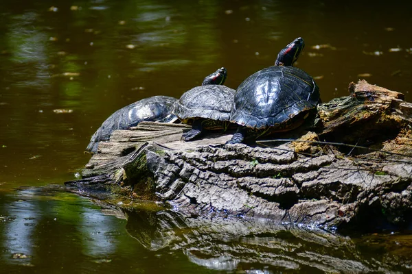 Zoetwater Roodoorschildpad Geelbuikschildpad Een Amfibisch Dier Met Een Harde Beschermende — Stockfoto