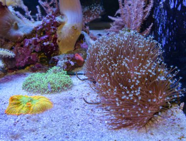Marine aquarium with coral reefs and fishes (Euphyllia torch)