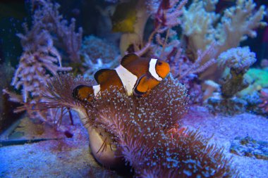 Deniz Akvaryumu 'nda yüzen Amphiprion Ocellaris Palyaço Balığı. Renkli bir şakayıkta saklanan palyaço balığı.