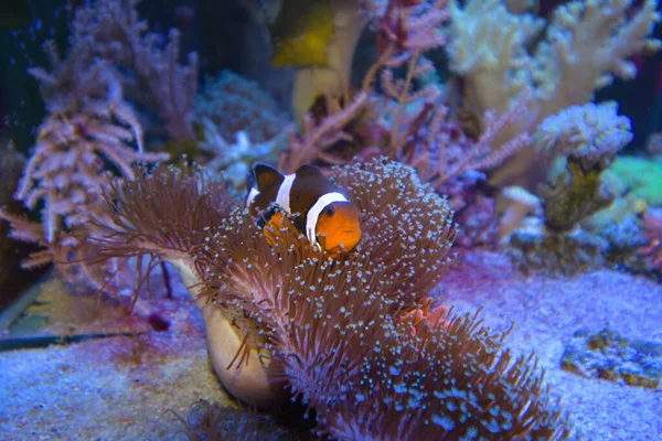 Amphiprion Ocellaris Pez Payaso Nadando Acuario Marino Peces Payaso Escondidos —  Fotos de Stock